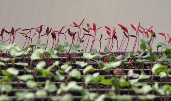 Red and green sprouts growing