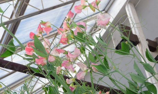 Sweetpeas in greenhouse