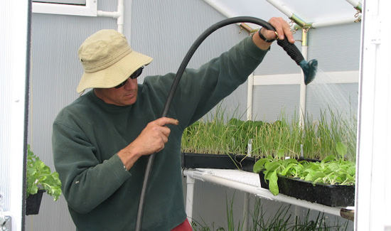 Man watering in greenhouse
